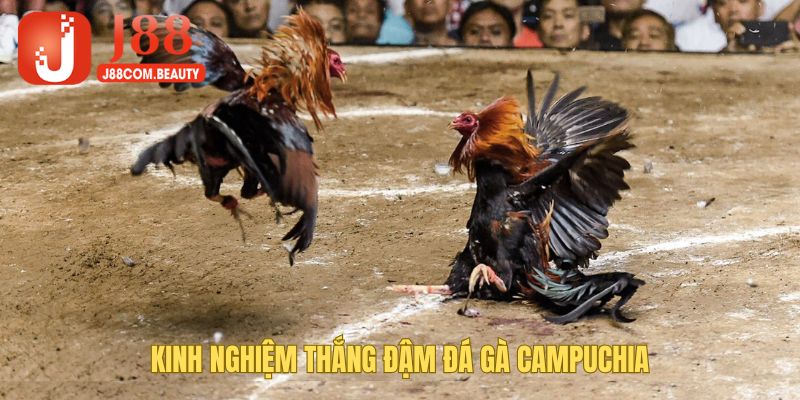 Cách di chuyển của chiến kê cũng ảnh hưởng đến kết quả